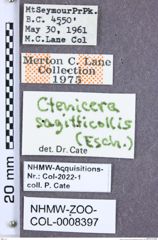 Etiketten zu Acteniceromorphus sagitticollis (Eschscholtz, 1829) (NHMW-ZOO-COL-0008397)